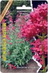 Кентрантус рубер Красотка Бетси