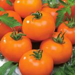 Томат Ассоль 5шт (25352). Семена