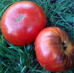 Томат Гном Бренди Фред 5шт