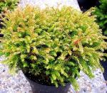 Туя западная