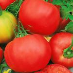 Томат Розовый Любимчик 12шт (2053)