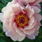 ПИОН ИТО-гибрид. Корень