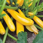 Кабачок Йеллоуфин 5шт (25446)