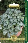 Гейхера гибридная Марвелес Марбл Сильвер. Семена.