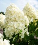Гортензия