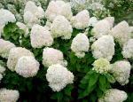 Гортензия