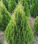 Туя западная