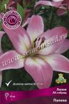 Лилия ЛА-гибрид. Луковичные