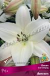 Лилия ЛА-гибрид. Луковичные