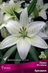 Лилия ЛА-гибрид. Луковичные