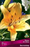 Лилия ЛА-гибрид. Луковичные